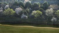 撮影:柴田ヤスヒデ        ＜１７番ホールの池畔の桜が満開＞