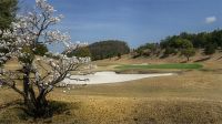 撮影:柴田ヤスヒデ　　　　＜９番ホールのグリーン右奥に咲く梅の花＞